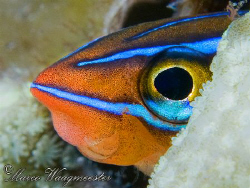 Blue-Stripe Blenny aka Ewa Blenny (Plagiotremus ewaensis)... by Marco Waagmeester 